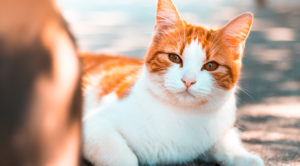 orange and white cat sitting in foreground staring at camera