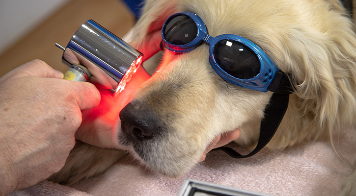 golden dog wearing safety goggles receiving an exam from employee